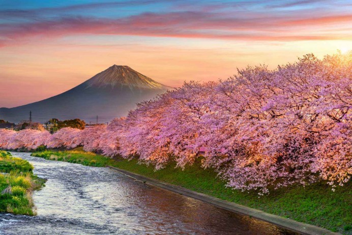 Japan: Cherry-shing Memories in Pink